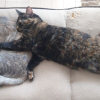 チャビとおしるこ