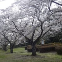 桜満開（千葉市：泉自然公園、青葉の森公園、他）