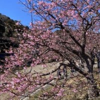 河津桜は河津で見たい