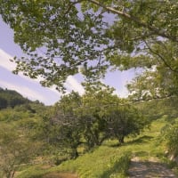 背景の玉ボケ具合もいい