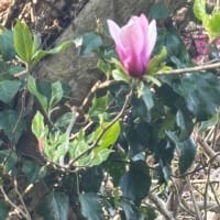 木蓮