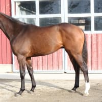 2歳出資馬(ロード1月更新)