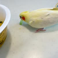マルちゃん ペペロンチーノ味焼そば！