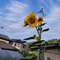 ヒマワリとマクワウリとミニトマトと・・・