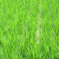 今年のイネは著しく進みそうだが天候異変の影響は予測不能