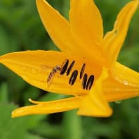 木道と