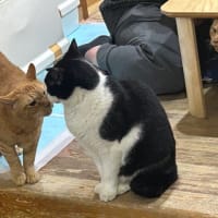 看板猫のいるお店で猫飲み 予告編 (2506-2)