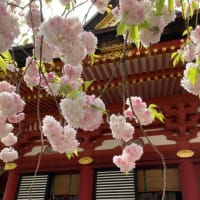 塩竈桜満開ナウ