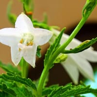 姫の覚醒－－山・野草の開花を見て思うこと