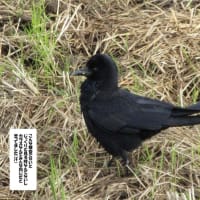 幼鳥だったカラスが。。。