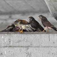 チョウゲンボウ親子