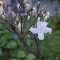 この頃