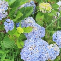田舎へ　７月