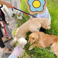 お花見散歩でワン友さんと♪