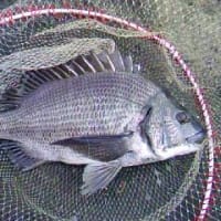 2012年１１月１１日　南房総で今度は黒鯛好調！