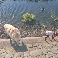 今日の水浴び♪