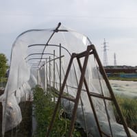 トマトの雨よけビニールを張りました。