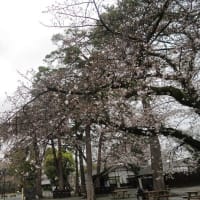 雨の小田原城