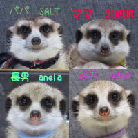 シュガーの子育て備忘録⑧