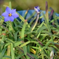鉢植えの 「アイフエイオン・ジェシー」