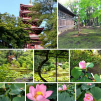 花園家の７月下旬～　　２０２４