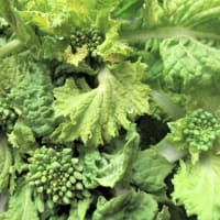 畑 花菜類 のブログ記事一覧 里山悠々録 畑 花菜類 のブログ記事一覧 里山悠々録
