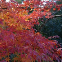 美しい紅葉を求めて 奈良 明日香村を散策