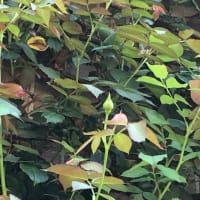 陽射し強☀️ 義母をおうちに　連れ帰る