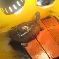 こんにちは、亀喜バスキング中です