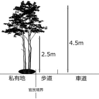 　軽井沢のいろいろ　軽井沢の街路樹が・・