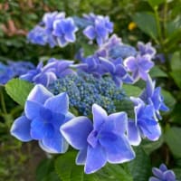 紫陽花