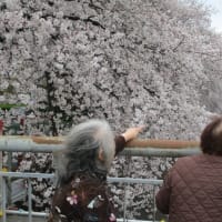 桜咲きましたね(^^♪