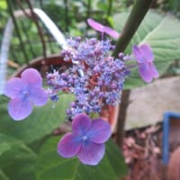 山紫陽花「紫紅梅」　3