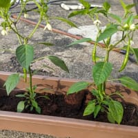 ５月末　呟き