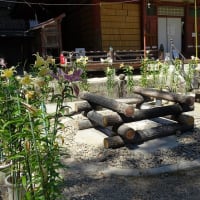 松尾寺のカサブランカ