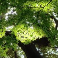 遠出はせずに
