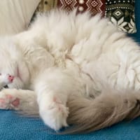 はる君　９歳になりました