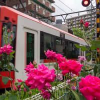 都電荒川線と薔薇の花〜３