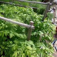 アライグマに決まりですね