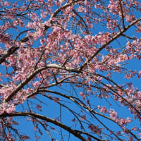 葛西・総合レクリエーション公園　枝垂れ桜が咲き始めました