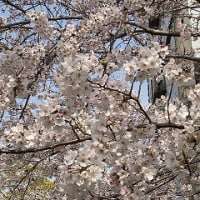 街路樹の桜が五分咲きで
