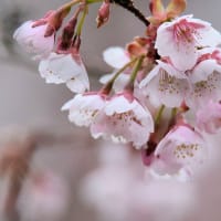 カンザクラ(寒桜)