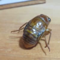 ニイニイゼミの幼虫？