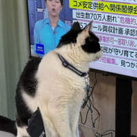 2025/6/5の朝