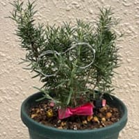チャレンジ中