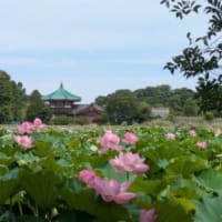 実際に見るとすごかった！　上野・不忍池の蓮が見頃　夏まつりで風鈴と競演も