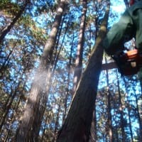 甚平坂公園ヒノキ林間伐　掛かり木ばかり（2024年12月14日）