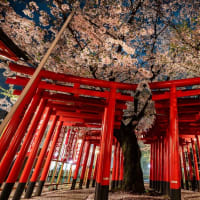 名古屋城周辺の夜桜②