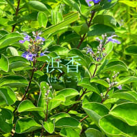 和歌山のウユニ塩湖？！　　田辺市天神崎　　2025.7.7