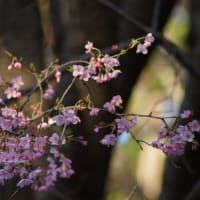 早咲き桜の開花